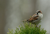 Spatz 