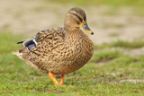 Stockente 