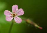 Storchschnabel 