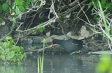 Teichhuhn 