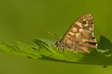 Waldbrettspiel 