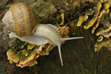 Weinbergschnecke n 2 KT