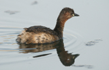 Zwergtaucher 
