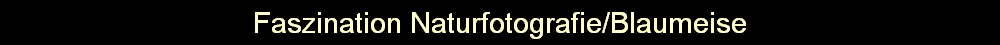 Faszination Naturfotografie/Blaumeise