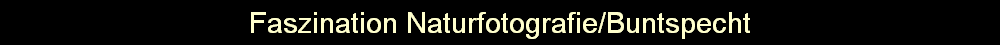 Faszination Naturfotografie/Buntspecht