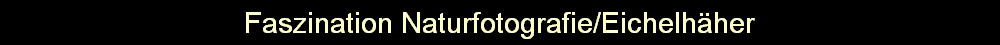 Faszination Naturfotografie/Eichelhher