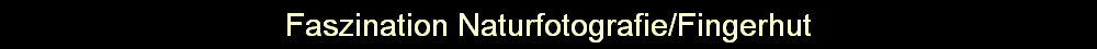 Faszination Naturfotografie/Fingerhut