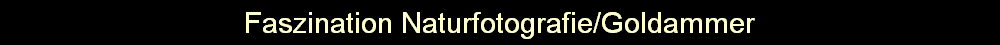 Faszination Naturfotografie/Goldammer