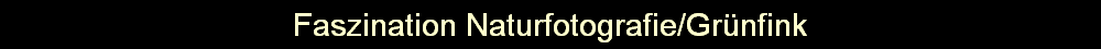 Faszination Naturfotografie/Grnfink