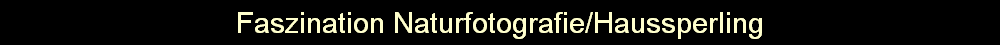 Faszination Naturfotografie/Haussperling