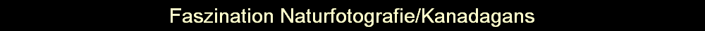 Faszination Naturfotografie/Kanadagans
