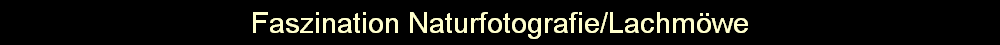 Faszination Naturfotografie/Lachmwe