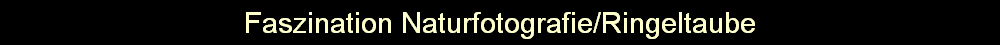 Faszination Naturfotografie/Ringeltaube