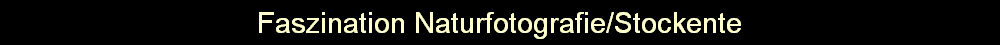 Faszination Naturfotografie/Stockente