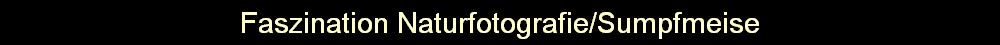 Faszination Naturfotografie/Sumpfmeise