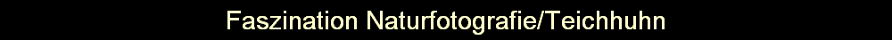 Faszination Naturfotografie/Teichhuhn