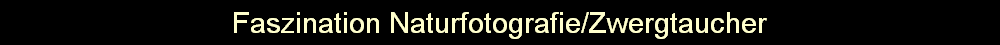 Faszination Naturfotografie/Zwergtaucher
